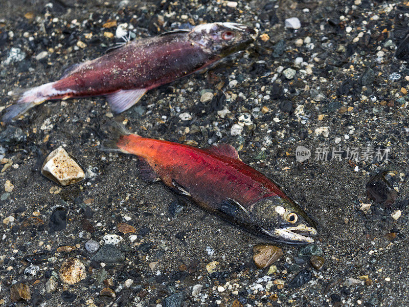 死去的科卡尼内陆湖红鲑Oncorhynchus nerka产卵河